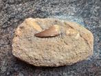 Fossile de dent de Mosasaure, Enlèvement ou Envoi, Fossile
