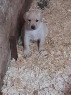 Labrador retriever pups zwart/ blond, Meerdere, 8 tot 15 weken, België, Labrador retriever