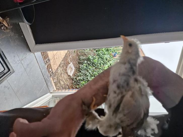 Kuikens cochinkriel met brahma, Dieren en Toebehoren, Pluimvee, Kip, Meerdere dieren