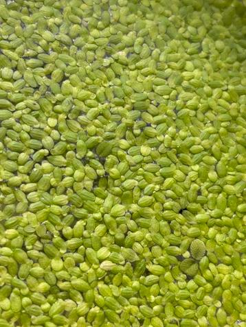 Eendenkroos - Lemna beschikbaar voor biedingen