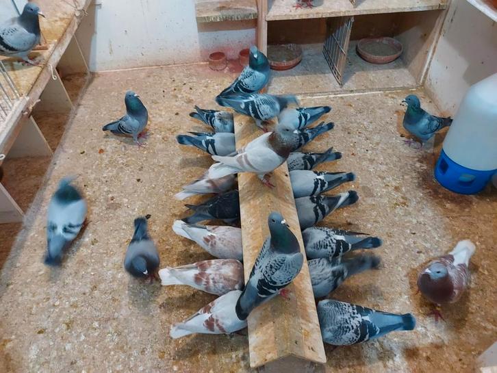 Kweekduiven en late jonge duiven, Dieren en Toebehoren, Vogels | Duiven, Postduif, Meerdere dieren