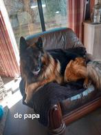 Duitse herders pups, België, Particulier, 8 tot 15 weken, Parvo