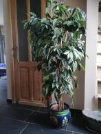 Plante artificielle Ficus Benjamin, Maison & Meubles, Enlèvement ou Envoi