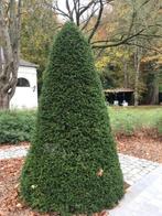 Taxus kegel, Tuin en Terras, Ophalen, Taxus
