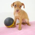Pincher pups te koop (belgisch), CDV (hondenziekte), Meerdere, 8 tot 15 weken, Meerdere dieren