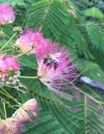 Albizia julibrissin 'Rosea', 100 tot 250 cm, Dakboom, Zomer, Ophalen