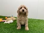 Cockapoo pups, Dieren en Toebehoren, België, Overige rassen, 8 tot 15 weken, CDV (hondenziekte)