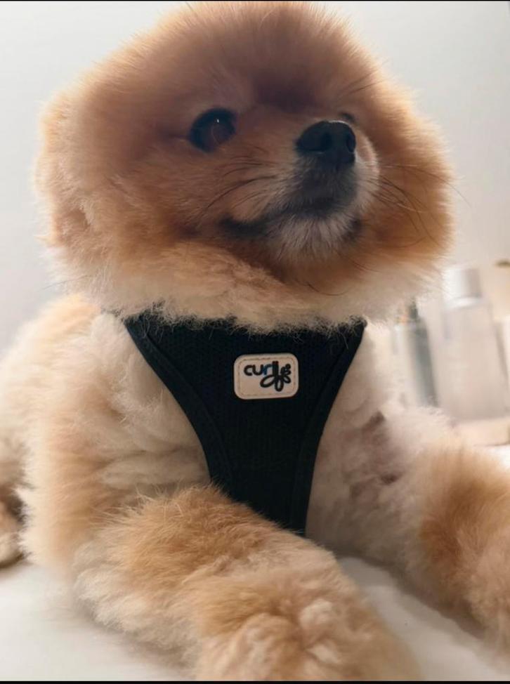 Harnais noir, Animaux & Accessoires, Colliers & Médailles pour chiens, Comme neuf, Lumineux, Enlèvement ou Envoi