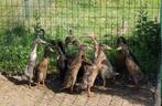 Indische loopeenden