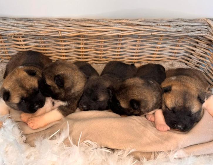 Chiots Akita américains — nés le 5 janvier 2026, Animaux & Accessoires, Chiens | Huskys, Loulous & Types primitifs, Plusieurs animaux