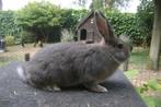 Blauwgrijze Wener, Dieren en Toebehoren, Konijnen, Mannelijk, Middelgroot