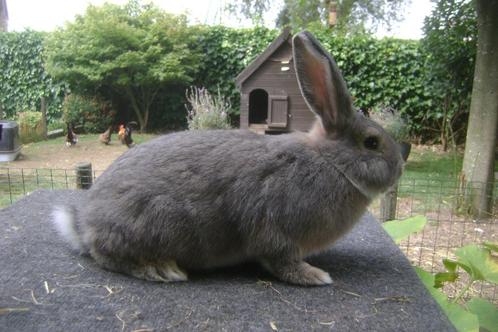 Blauwgrijze Wener, Dieren en Toebehoren, Konijnen, Middelgroot, Mannelijk
