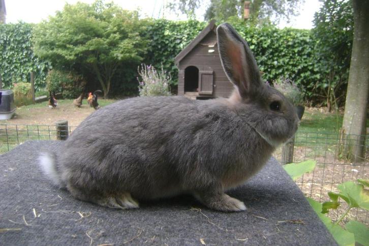 Blauwgrijze Wener, Dieren en Toebehoren, Konijnen, Middelgroot, Mannelijk