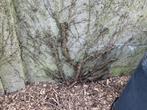 Wilde wingerd, Tuin en Terras, Ophalen, Vaste plant, Klimplanten
