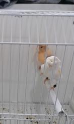 2 femelles canari à vendre 2025, Dieren en Toebehoren, Vogels | Kanaries, Vrouwelijk