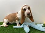 Basset Hound puberpup