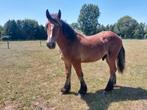 jaarling hengst trekpaard., Dieren en Toebehoren, Paarden, Hengst, Onbeleerd, Gechipt, 0 tot 2 jaar