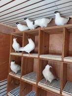 We hebben nog een aantal jonge nederlandse helmduiven over s, Animaux & Accessoires, Oiseaux | Pigeons