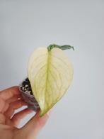 Monstera Silver Star, Overige soorten, In pot, Minder dan 100 cm, Groene kamerplant