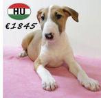 Bull Terrier femelles pleines de caractère à vendre, 15 semaines à 1 an, Parvovirose, Chienne, Étranger