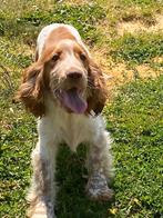 Engelse cocker spaniel, België, 15 weken tot 1 jaar, Reu, CDV (hondenziekte)