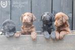 labrador pups, bruin en zwart, beide ouders zijn hier aanw., Dieren en Toebehoren, Honden | Retrievers, Spaniëls en Waterhonden