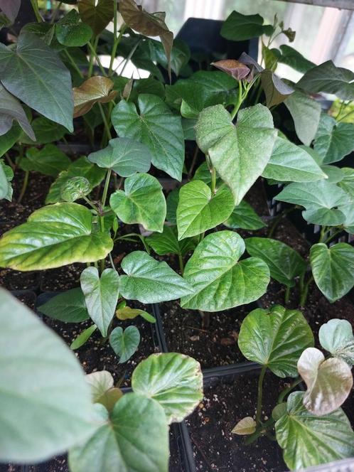 Zoete aardappel / bataat ' erato white " - planten p9, Tuin en Terras, Planten | Tuinplanten, Ophalen
