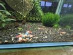 Crevettes a vendre, Animaux & Accessoires, Poissons | Poissons d'aquarium, Homard, Crabe ou Crevette, Poisson d'eau douce