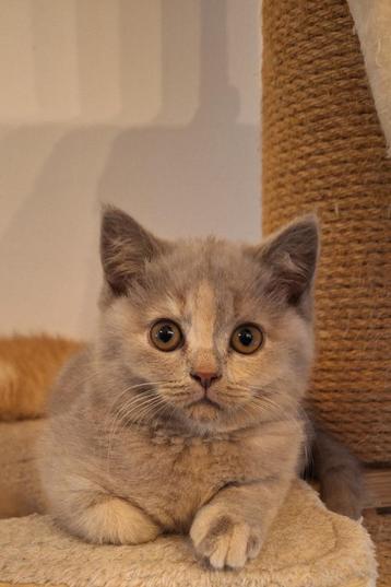  Brits Korthaar kittens beschikbaar voor biedingen