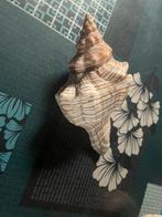 Schelpen, Ophalen of Verzenden, Schelp(en)