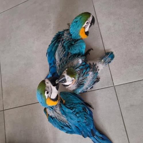 Blauwgele ara, Dieren en Toebehoren, Vogels | Parkieten en Papegaaien, Geringd