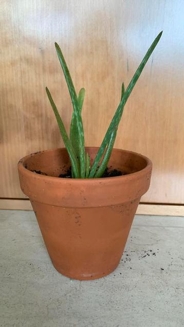 Aloe vera in terra cotta, Enlèvement