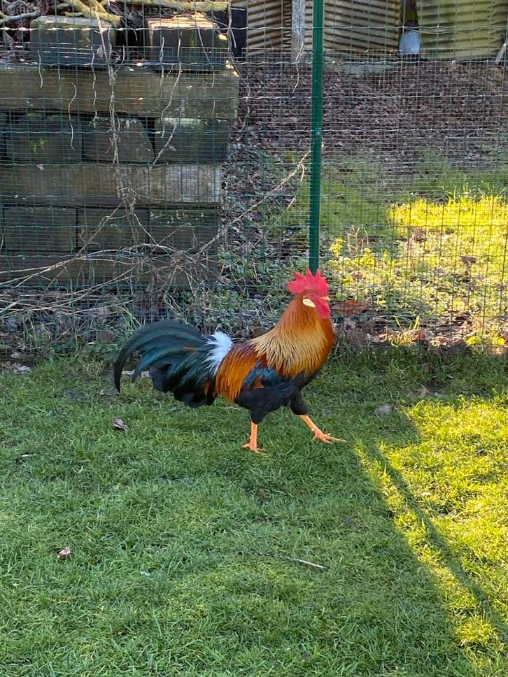 Goudpatrijs Leghorn Haan 2025., Dieren en Toebehoren, Pluimvee