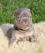 Franse Bulldog pups Lilac-tan, Dieren en Toebehoren, Honden | Bulldogs, Pinschers en Molossers, België, Reu, CDV (hondenziekte)