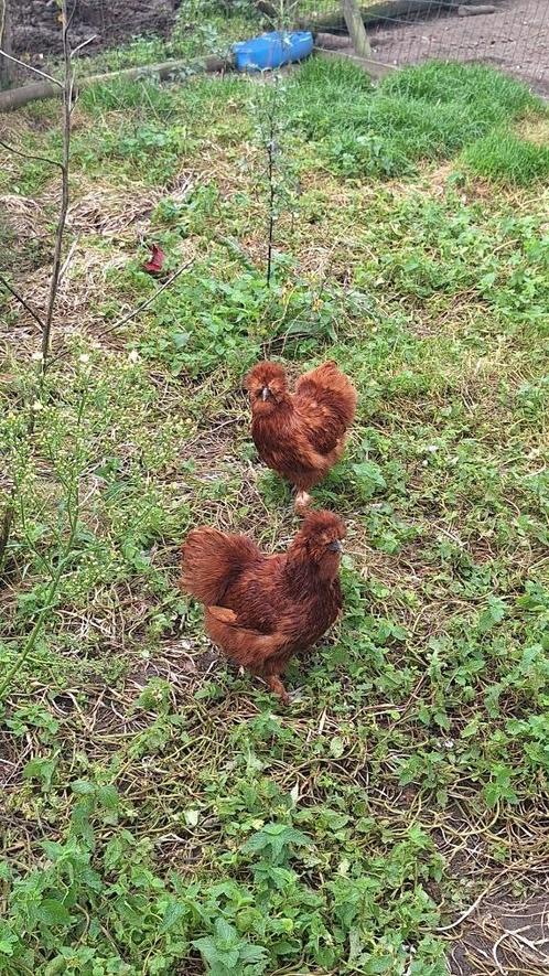 2 trio's rode zijdehoenders, Dieren en Toebehoren, Pluimvee