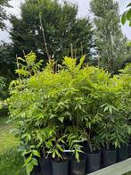 Pecan boom, Overige soorten, Lente, 100 tot 250 cm, Ophalen