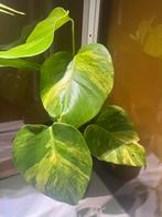 Monstera Aurea, Maison & Meubles, Autres espèces, Enlèvement ou Envoi, Moins de 100 cm, Plante verte