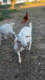 Dwerggeit bok, Dieren en Toebehoren, Schapen, Geiten en Varkens