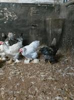 Brahma hanen, Dieren en Toebehoren, Pluimvee