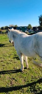 Oudere b  pony, Dieren en Toebehoren, Paarden, B