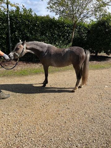 Welsh sectie A merrie beschikbaar voor biedingen