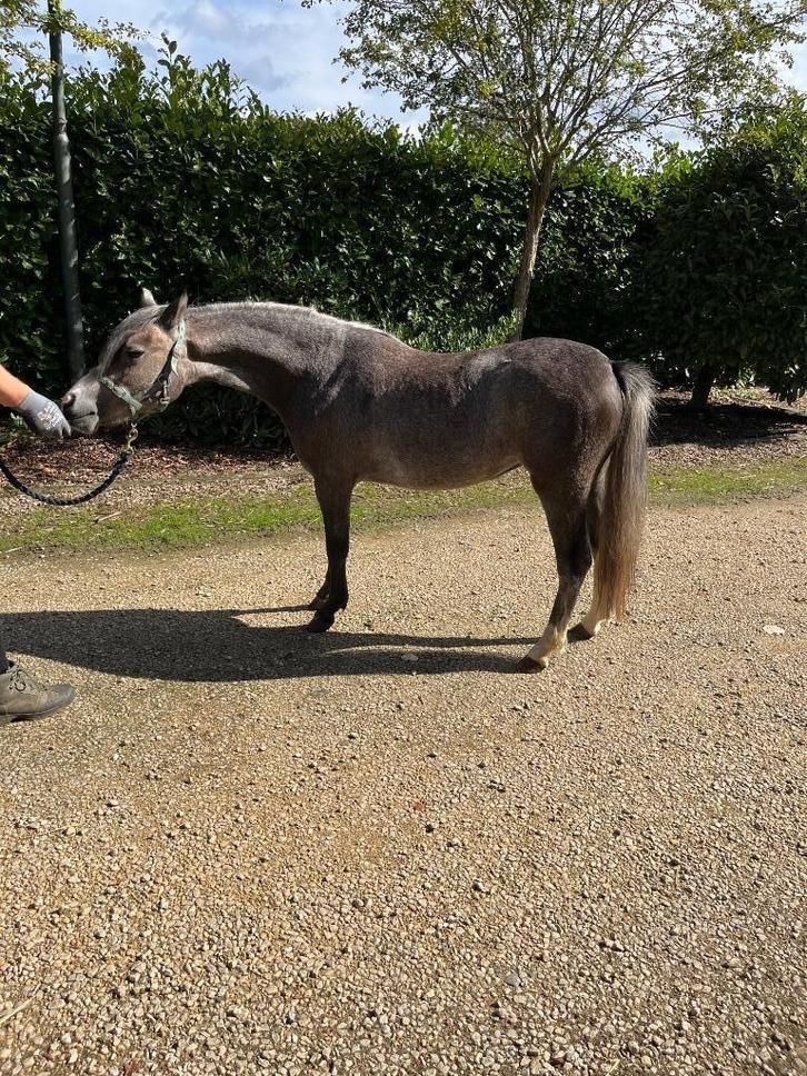 Welsh sectie A merrie, Dieren en Toebehoren, Pony's, Merrie, Onbeleerd, B pony (1.17m tot 1.27m), Recreatiepony, 0 tot 2 jaar