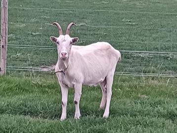 Geiten te koop beschikbaar voor biedingen