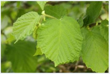 Corylus avellana - Hazelaar beschikbaar voor biedingen