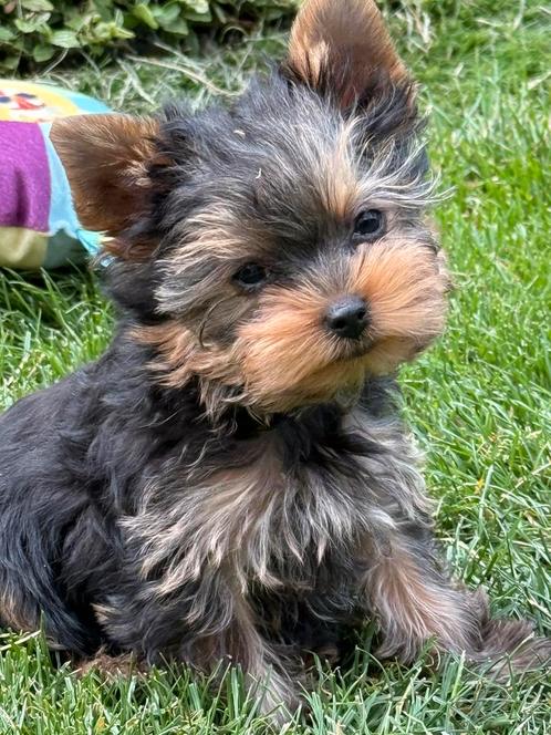 York Shire pupjes, Dieren en Toebehoren, Honden | Chihuahua's en Gezelschapshonden, Meerdere dieren, Fokker | Professioneel, Meerdere