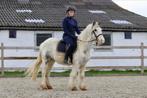 Zeer rustige Irish Cob, Dieren en Toebehoren, Merrie