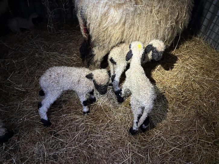 Kudde Walliser Schwarznase schapen, Dieren en Toebehoren, Schapen, Geiten en Varkens, Schaap, Meerdere dieren, 0 tot 2 jaar