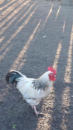 Magnifique coq de sussex a vendre au prix demandé, Dieren en Toebehoren, Pluimvee | Toebehoren, Ophalen, Zo goed als nieuw, Overige typen