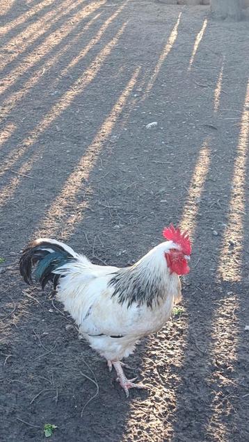Magnifique coq de sussex a vendre au prix demandé  beschikbaar voor biedingen