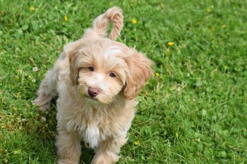 Havanezer pups, Dieren en Toebehoren, Honden | Chihuahua's en Gezelschapshonden, Meerdere dieren, Overige rassen, Fokker | Professioneel